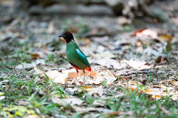 Pitta on ground