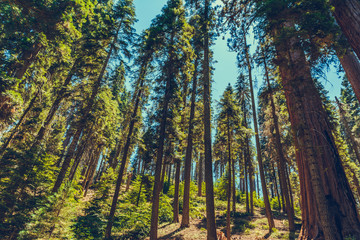 Sequoia National Park in California, USA