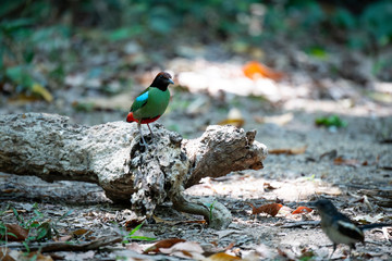 Hooded pitta 