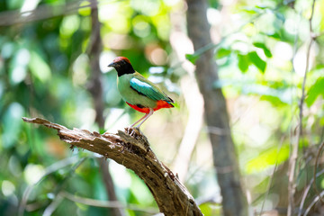 Hooded pitta