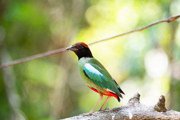 Hooded pitta