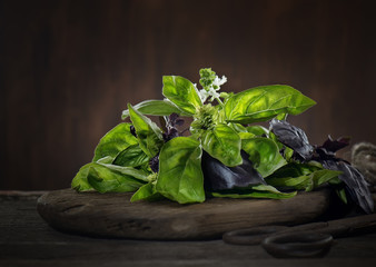 Fresh  basil on the wooden table