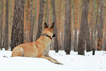 Belgian Shepherd  Malinois dog on a background of a beautiful winter forest, winter forest, snowy forest