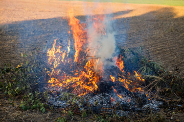Farmer burns green wastes in bonfire, bonfire outdoors, agriculture and bonfire concept