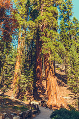 Sequoia National Park in California, USA