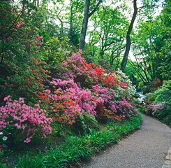 Colourful spring display of Kurume Azaleas in a large country garden