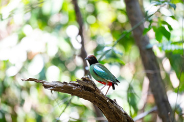 Hooded pitta 