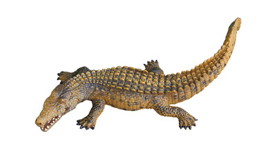 Alligator or crocodile on isolated white background