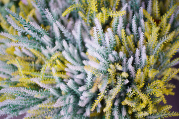 tree with Gray leaf background close up