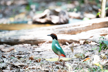 Hooded pitta