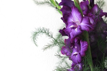 Beautiful violet gladiolus flowers on a light background. Bud of gladiolus with place for your text, greeting card.