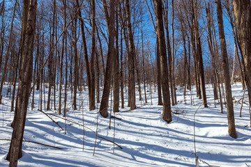 Deep Snow in Forest