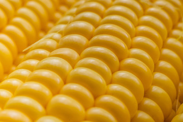macro close up corn seeds view texture of yellow color, agriculture
