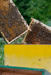 beekeeper with honeycomb