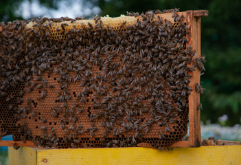 bees in hive