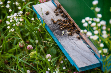 bees on beehive
