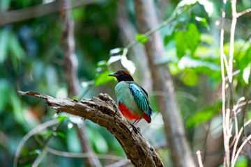 Hooded pitta