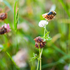 bee on a flower