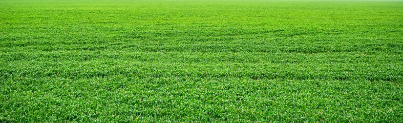 Green field in the summer panoramic view