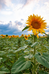 field of sunflowers and blue sky