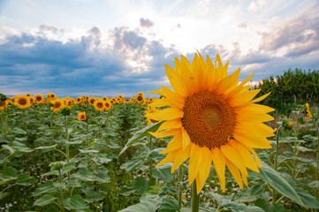 field of sunflowers and blue sky with clouds