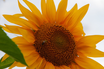 sunflower and bee