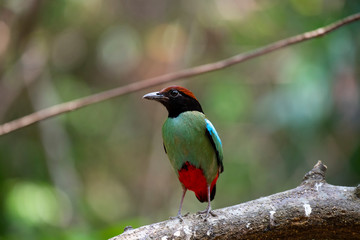 Hooded pitta