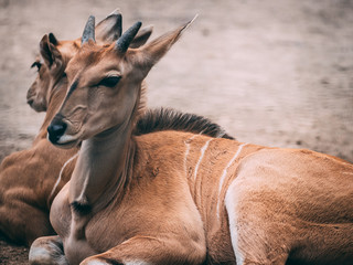 Antilope