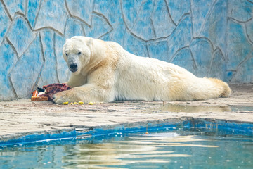 Polar bear or Ursus maritimus in captivity eats meat next to pool