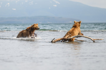 Ruling the landscape, brown bears of Kamchatka (Ursus arctos beringianus)