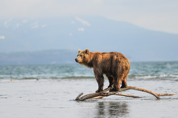 Ruling the landscape, brown bears of Kamchatka (Ursus arctos beringianus)