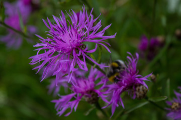 Fototapeta premium Wild meadow cornflower and bumblebee close up