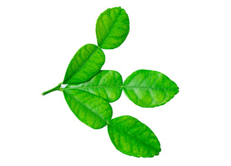 Naklejka na ściany i meble Soft Leaf of Kaffir lime (bergamot) isolated on white background.