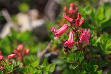 Rhododendron ferrugineum commonly known as alpenrose, snow-rose, or rusty-leaved alpenrose