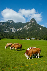 Fototapeta na wymiar Europe, Germany, Bavaria, Berchtesgadener Land, Watzmann mountains
