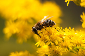Bee collects nectar on the flowers.