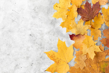 Naklejka na ściany i meble nature, season and botany concept - dry fallen autumn maple leaves on grey stone background