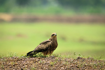 Indian Eagle