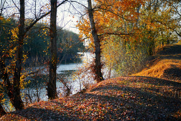 Autumn forest - beautiful wild landscape, bright sunlight and shadows at sunset, golden fallen leaves and branches, nature and season details.