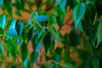 Ficus foliage at dusk as a background. Selective focus.