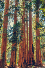 Obraz premium Sequoia National Park in California, USA