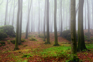 Misty morning in old beech forest