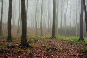 Misty morning in old beech forest