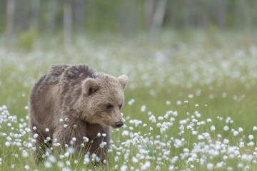 Young Brown bear (Ursus arctos) walking on a Finnish bog in the middle of the cotton grass