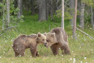 Two young Brown bears playing in the middle of the cotton grass in a Finnish bog