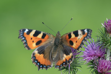 Small Tortoiseshell (Aglais urticae) feeding nectar from a thistle