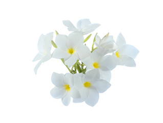 Fototapeta premium Frangipani flower on white background.