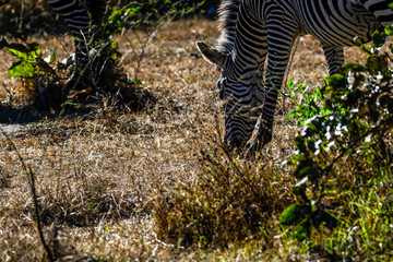 Fototapeta na wymiar glänzendes Zebra