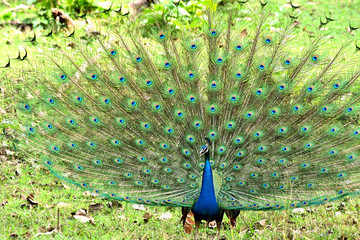 Obraz premium peacock with feathers out