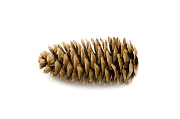 Pine cone on white background. - Image